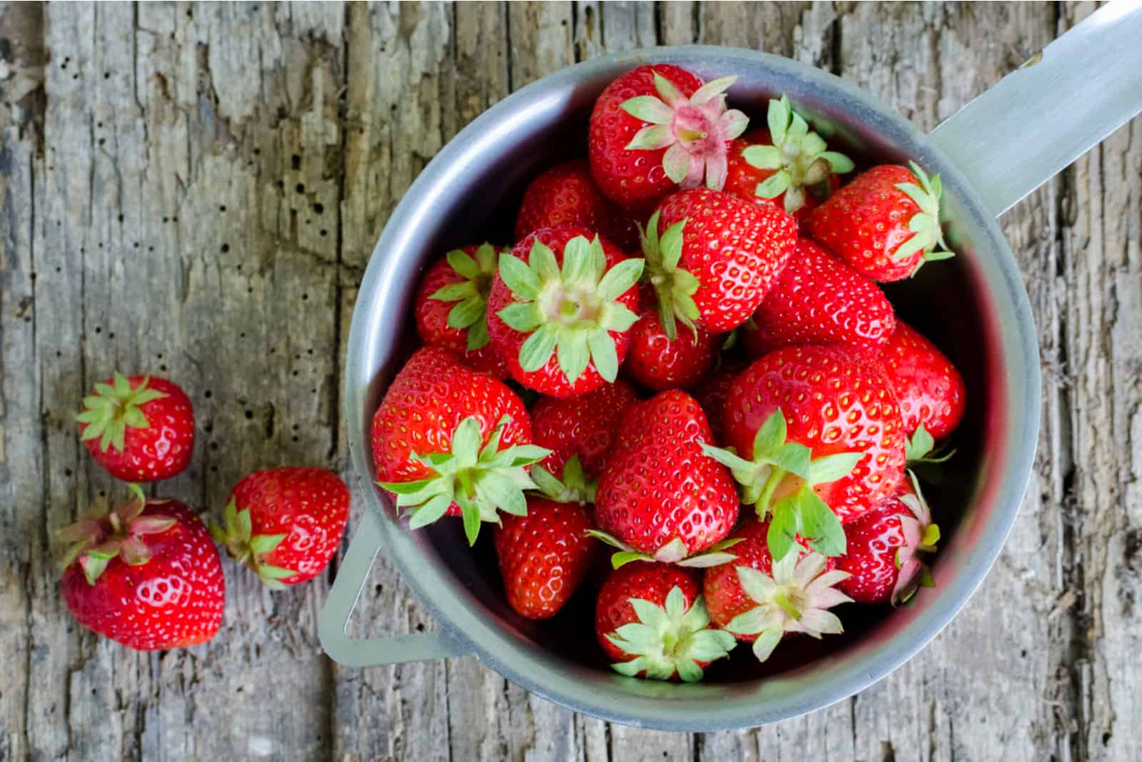 Erdbeeren Hund Wichtige Vitaminbomben oder giftige Früchte?