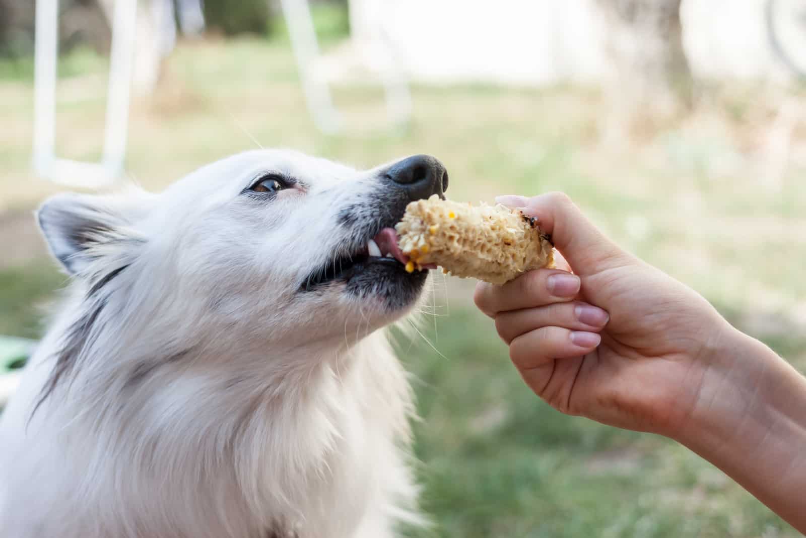 Dürfen Hunde Mais essen? Tipps zu Mais aus der Dose und Maiskolben
