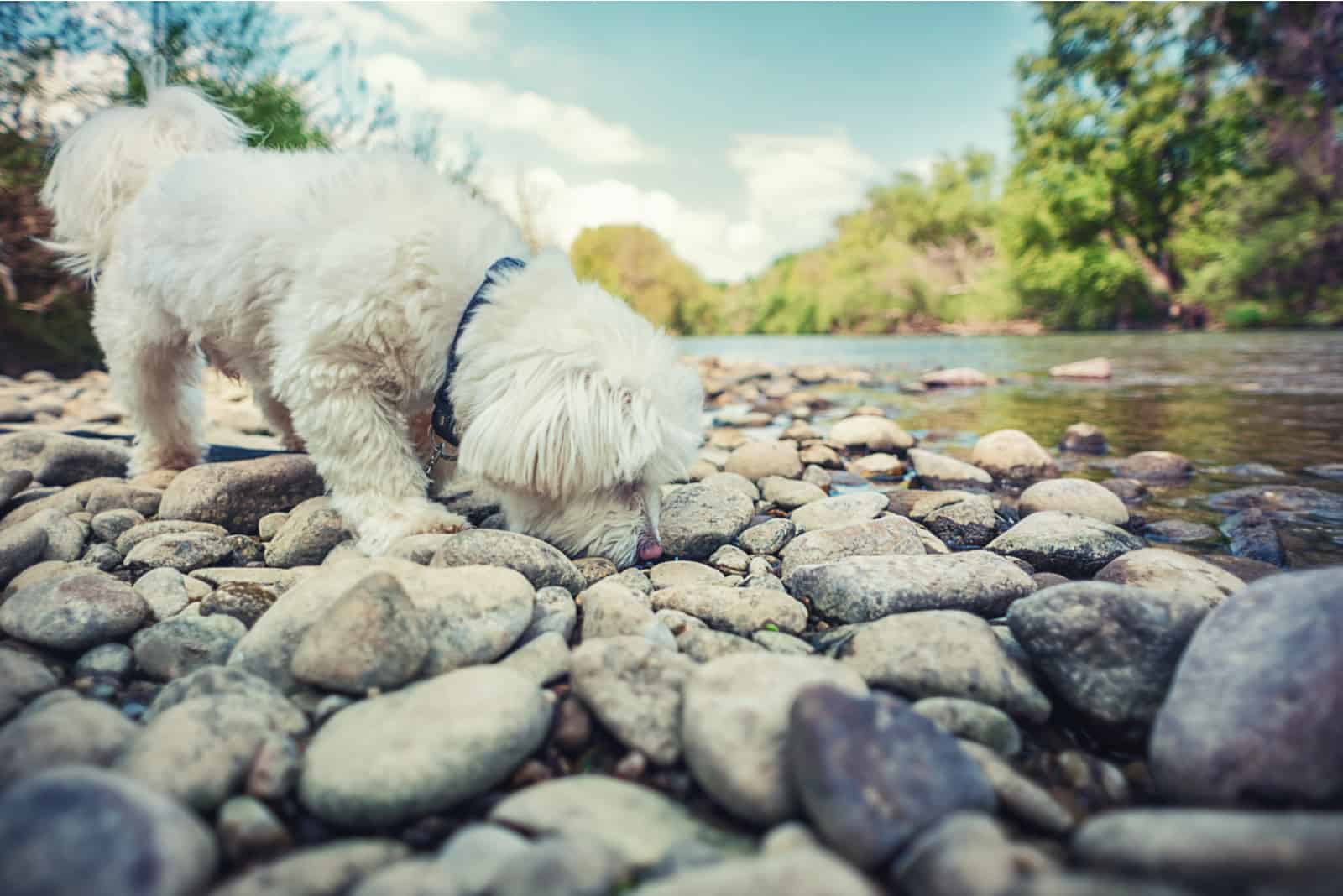 Am Ufer des Flusses schnüffelt ein weißer Hund an den Felsen