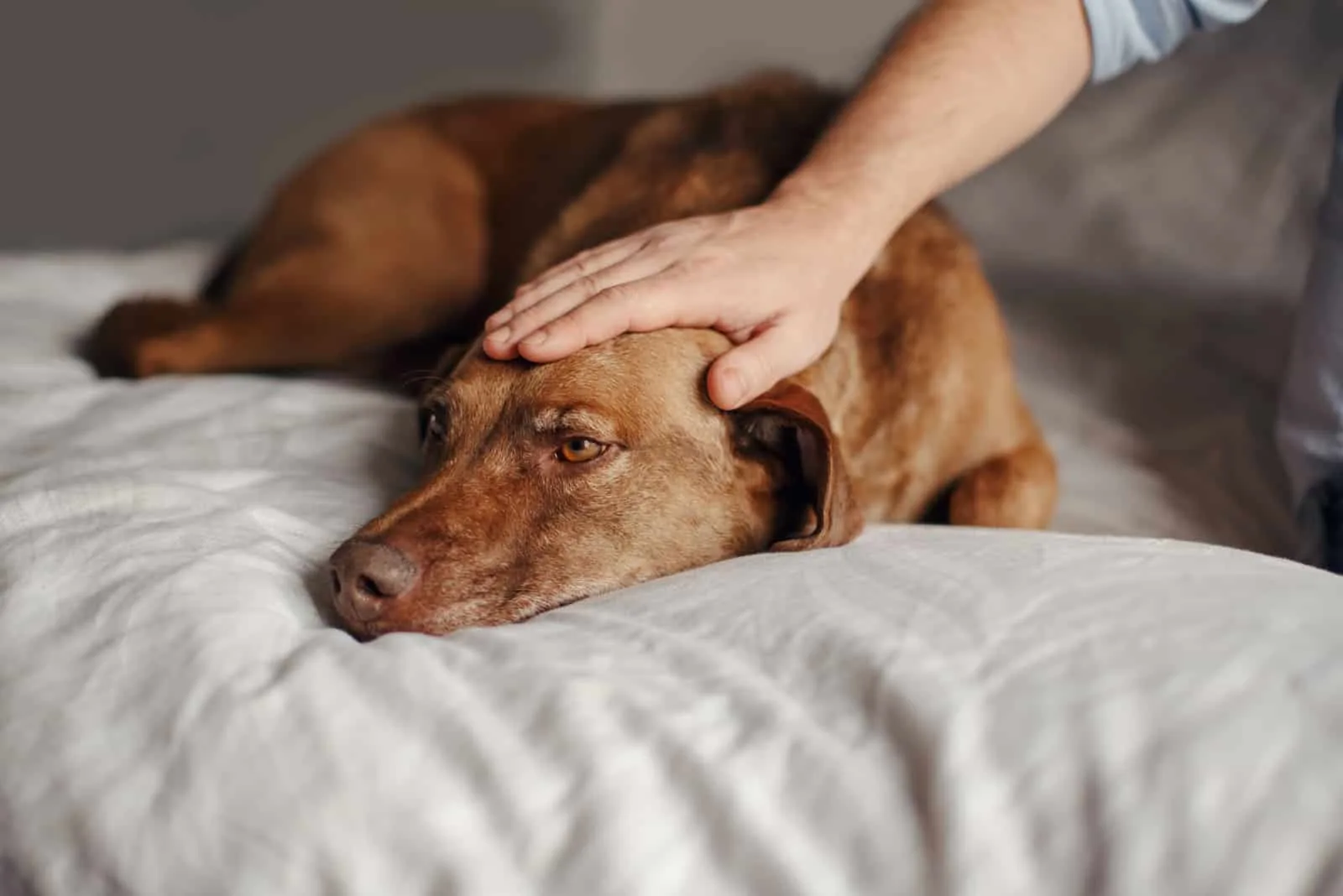 Auf dem Bett streichelt der Besitzer seinen kranken Hund
