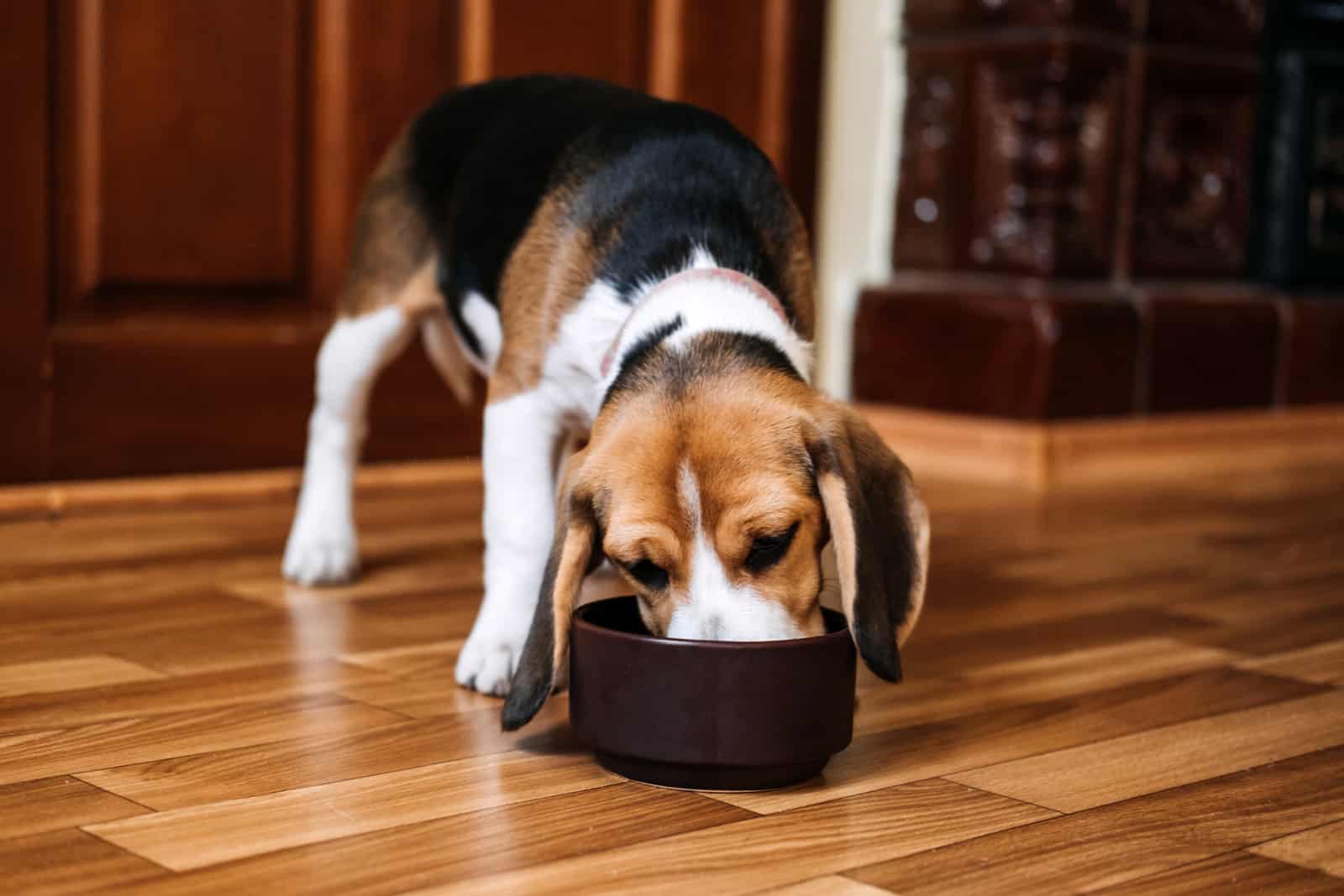 Beagle Welpe isst aus einer Schüssel