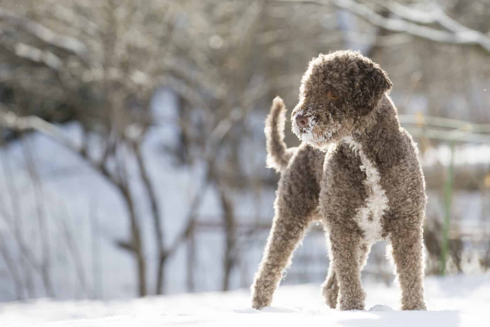 Brauner und lockiger Hund, der im Schnee steht