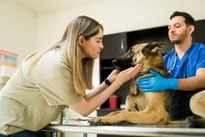 Eine traurige Frau umarmt ihren kranken Hund, der vom Tierarzt auf dem Tisch gehalten wird