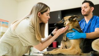 Eine traurige Frau umarmt ihren kranken Hund, der vom Tierarzt auf dem Tisch gehalten wird