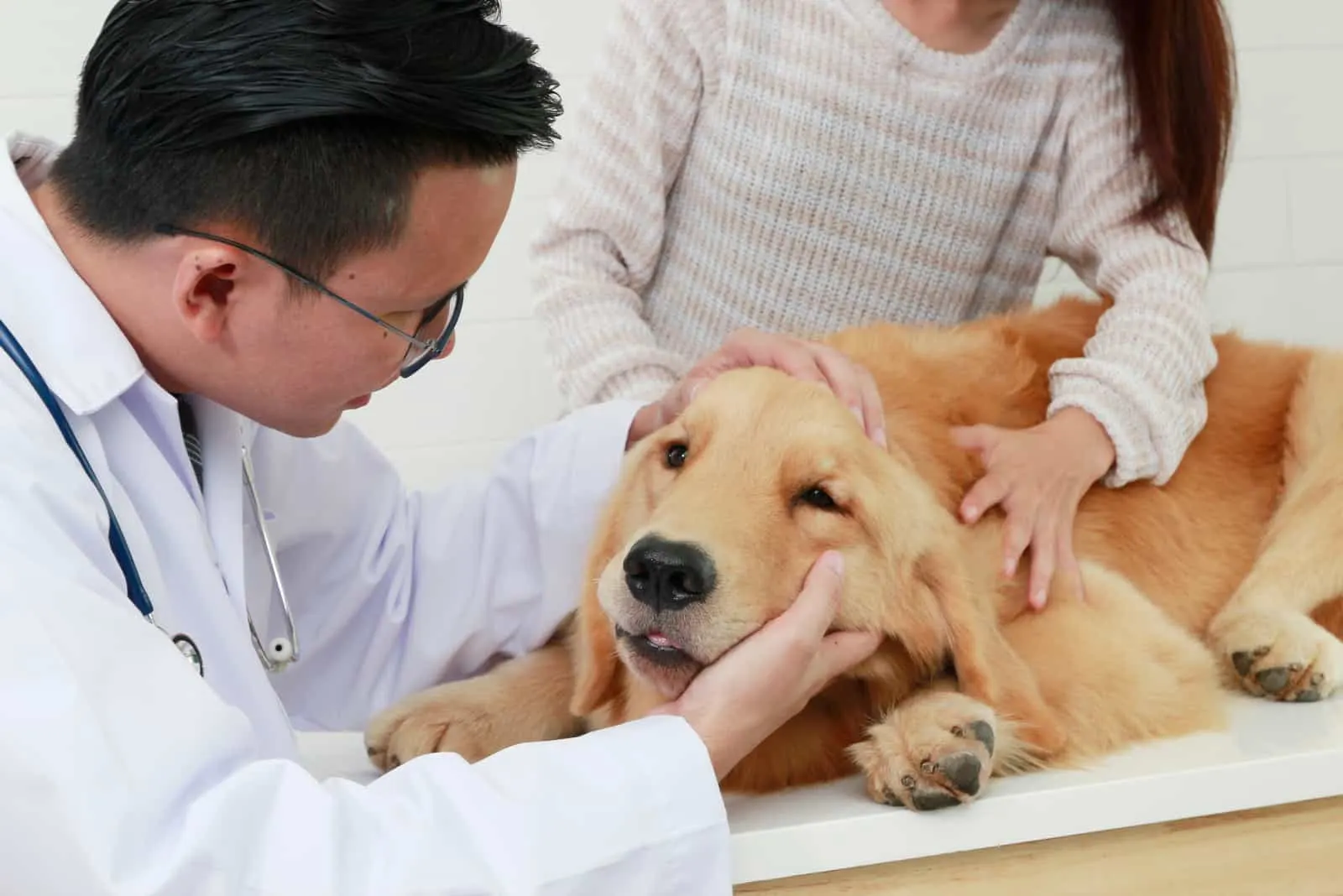 Der Besitzer hält den Hund, während der Tierarzt ihn untersucht