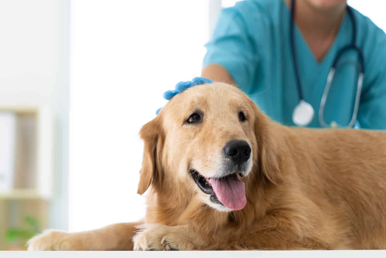 Der Tierarzt streichelt während der Untersuchung sanft den Kopf des Hundes