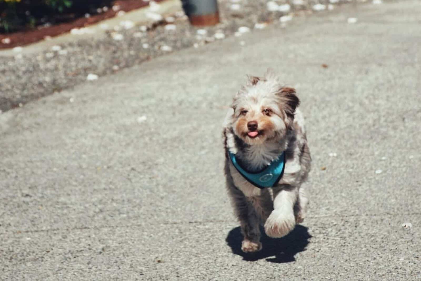 Der entzückende Mini Aussiedoodle rennt die Straße hinunter