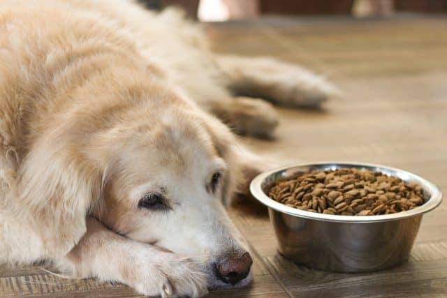 Den Hund einschläfern lassen Ein würdevoller Abschied