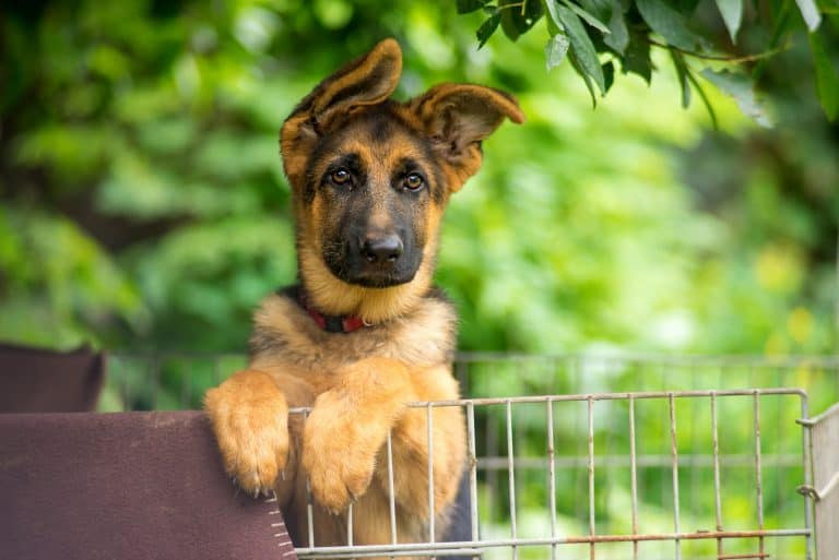 Wachstumskurve Hund - Das Wachstum von Welpen
