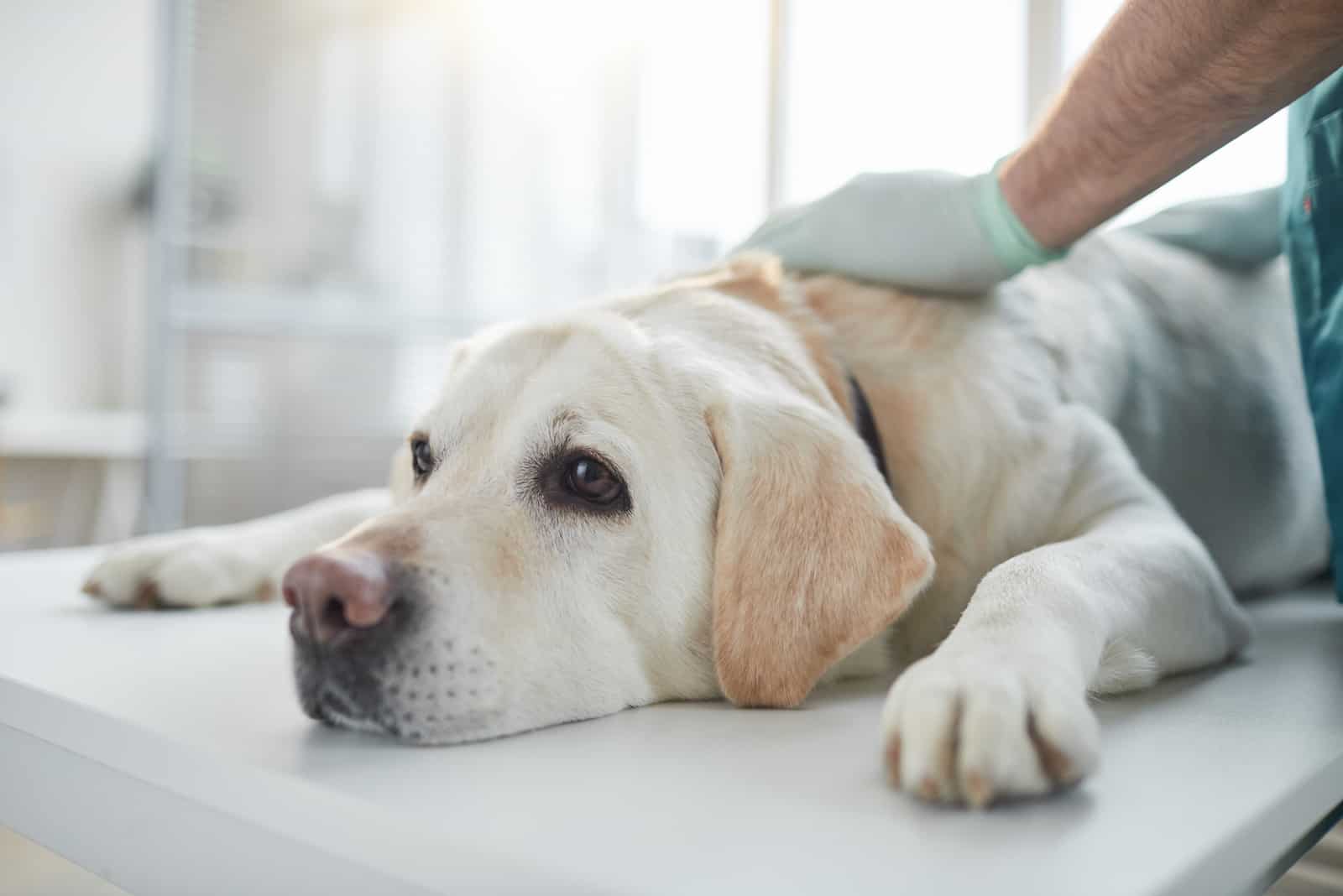 Ein Tierarzt untersucht einen jungen Labrador