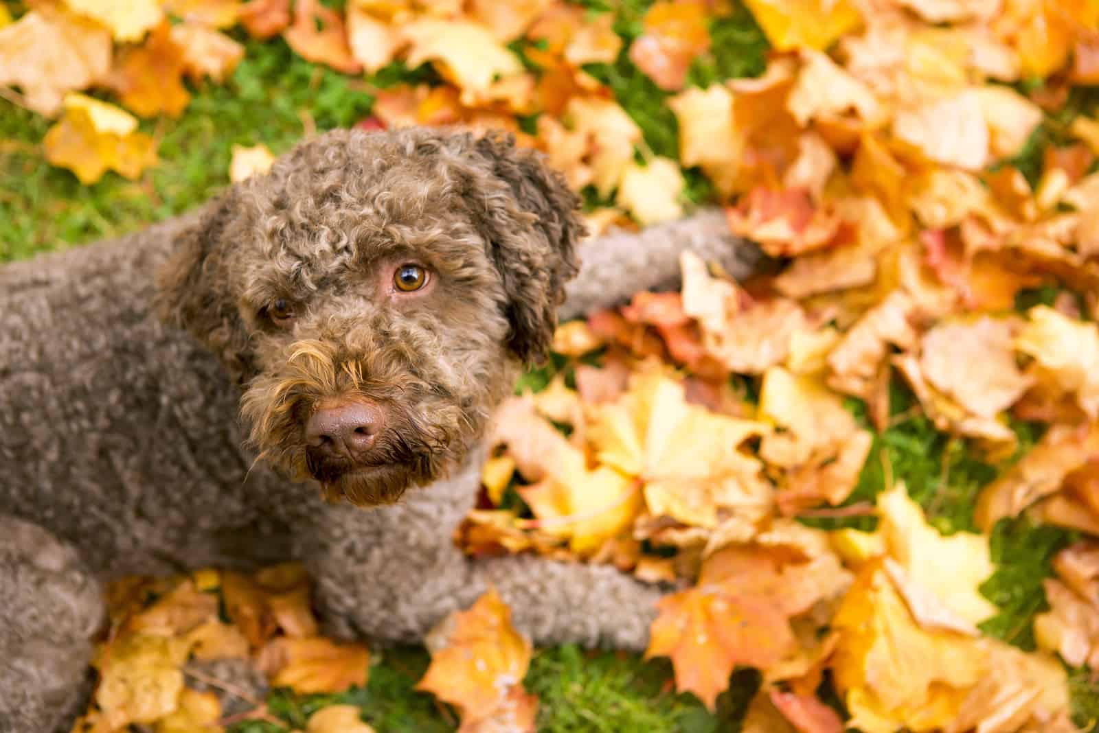 Ein brauner Hund liegt mit bunten Blättern auf dem Boden