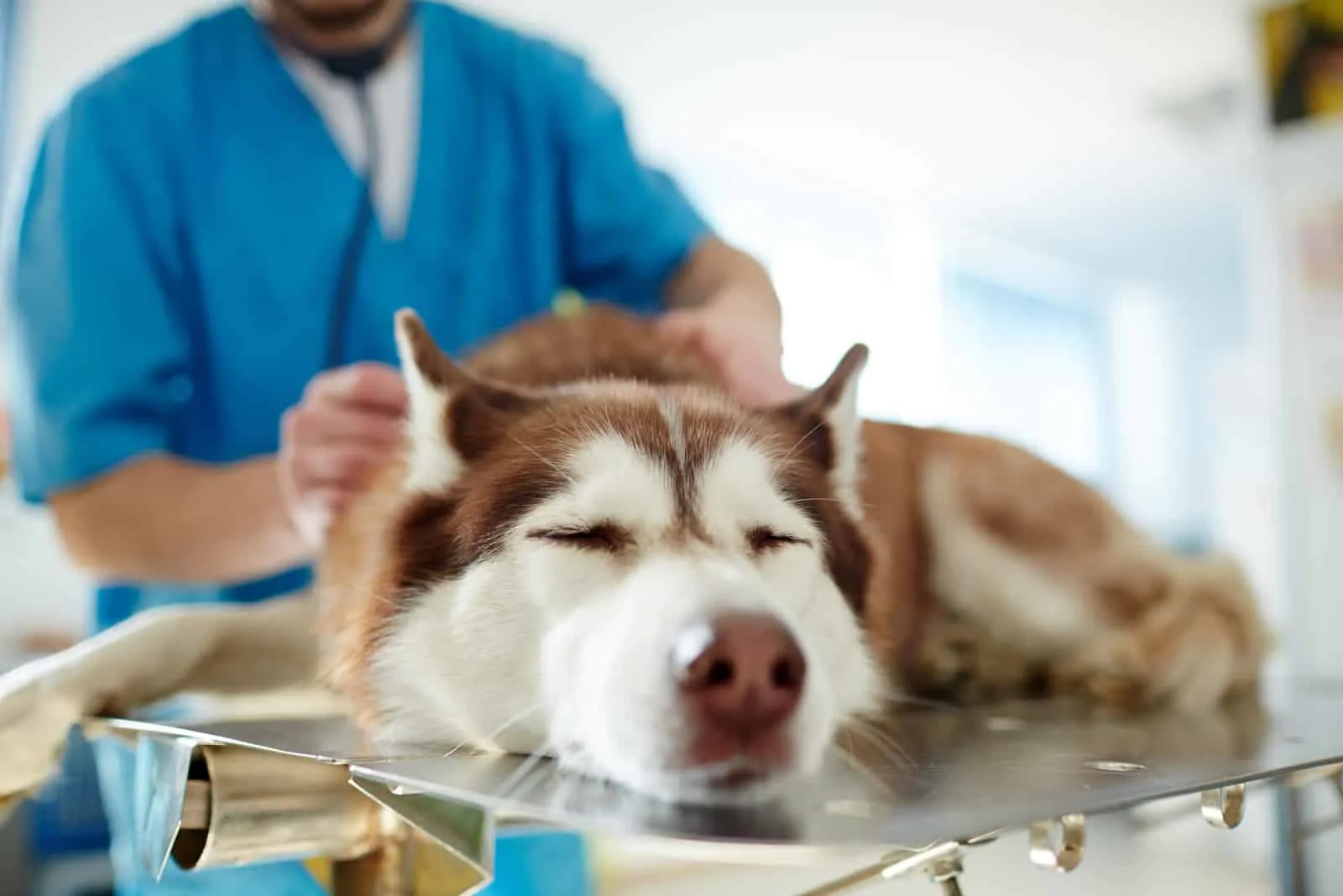 Ein kranker Husky wird von einem Tierarzt untersucht