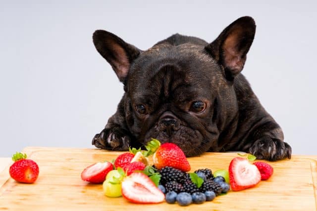 Leberdiät Hund Tipps für die Ernährung leberkranker Hunde