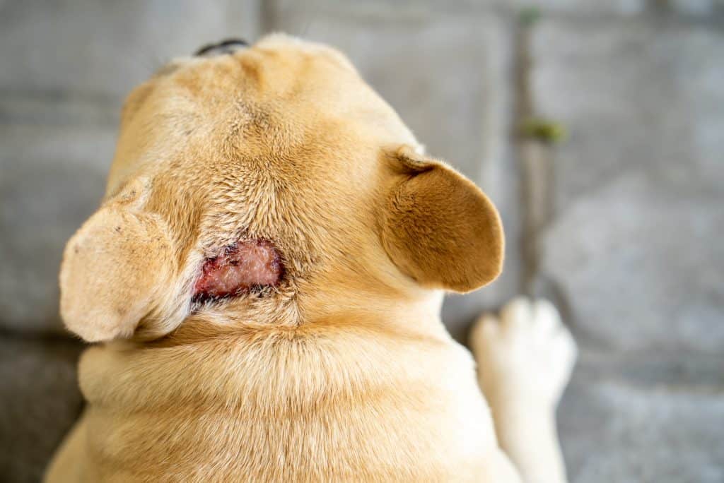 Hotspot beim Hund Symptome, Ursachen, Behandlung und Vorbeugung