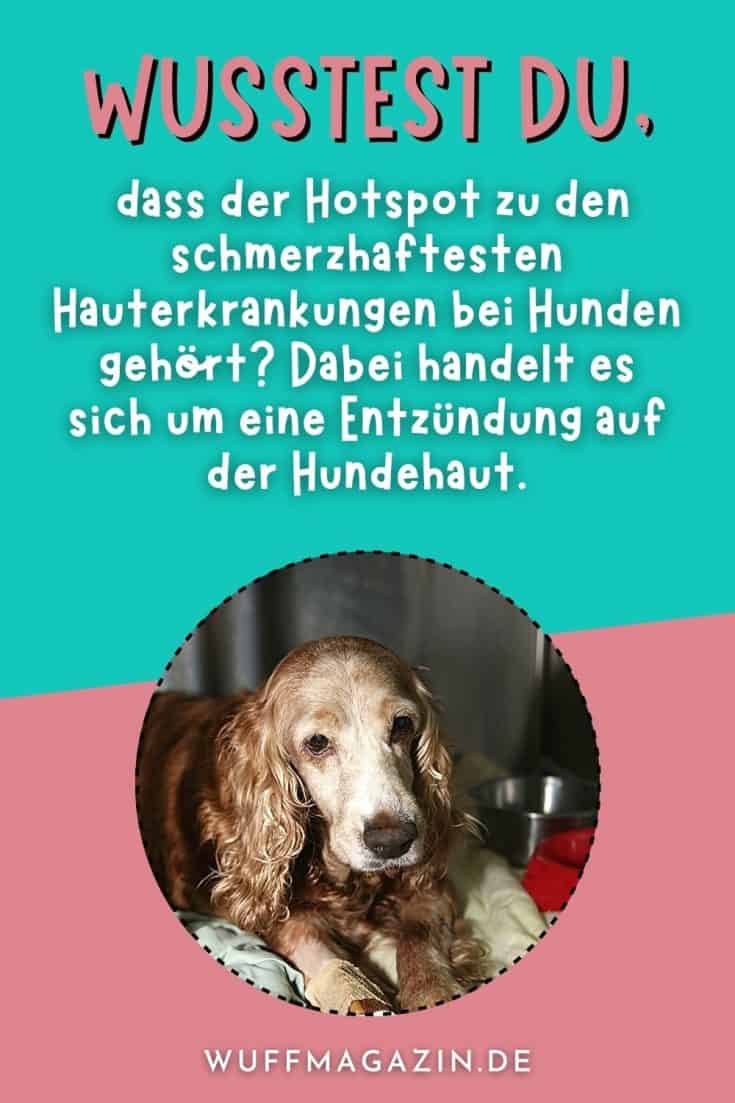 Hotspot beim Hund Symptome, Ursachen, Behandlung und Vorbeugung