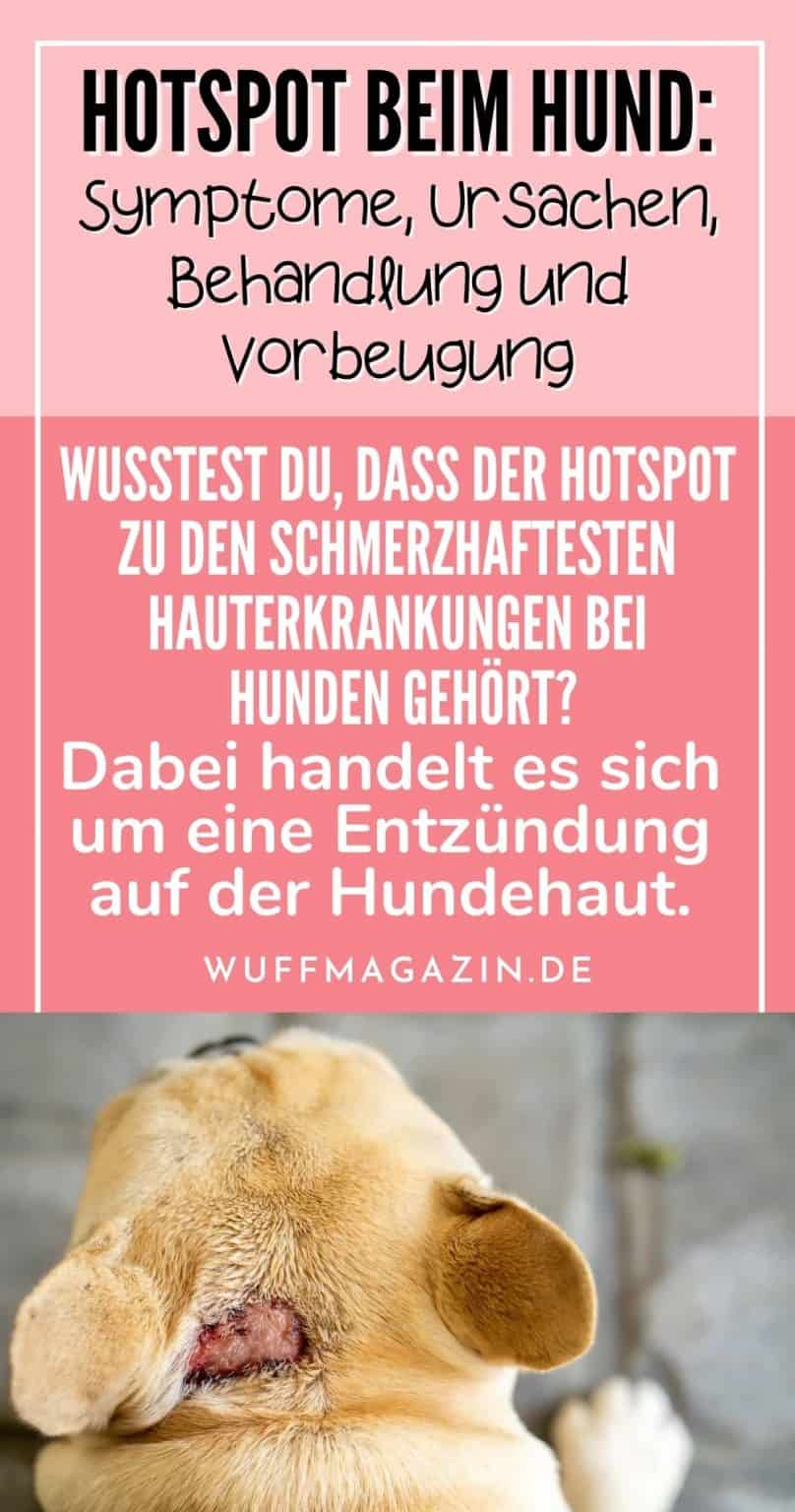 Hotspot beim Hund Symptome, Ursachen, Behandlung und Vorbeugung