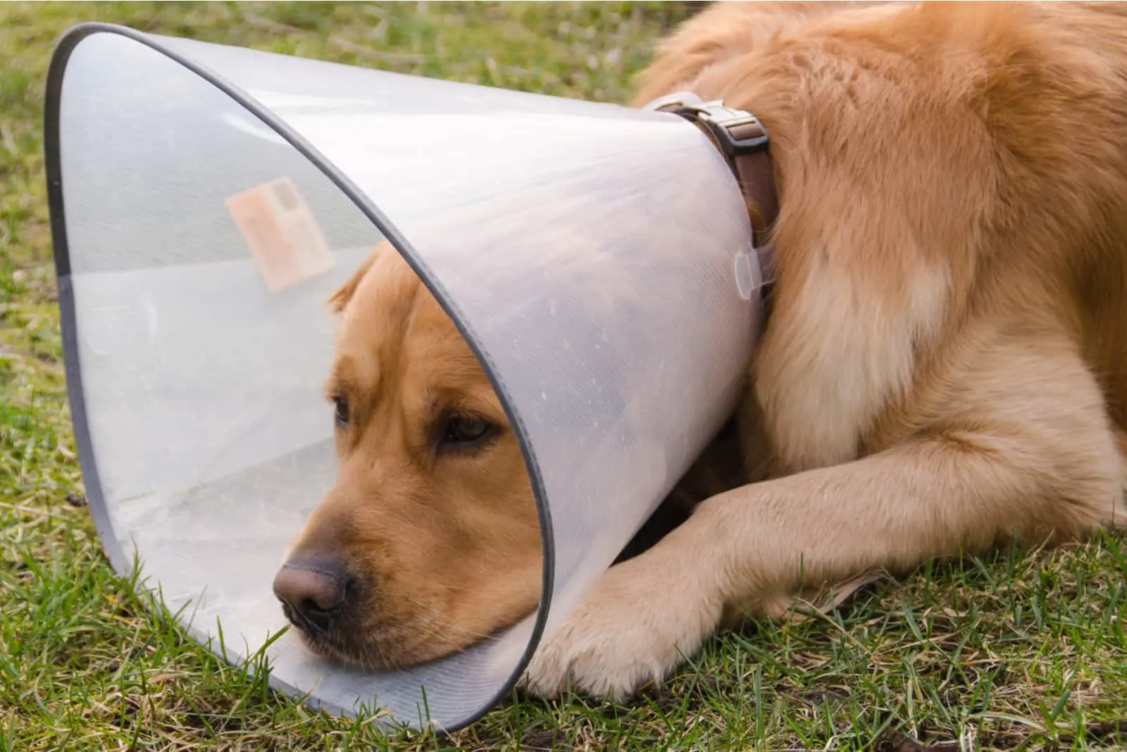 Hund (Golden Retriever) mit Trichterhalsband wegen irritierendem Hautzustand Hot Spot