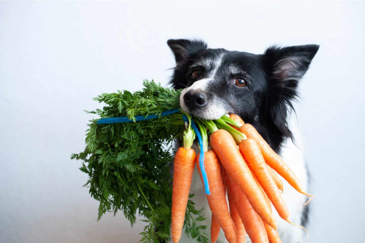 Leberdiät Hund Tipps für die Ernährung leberkranker Hunde