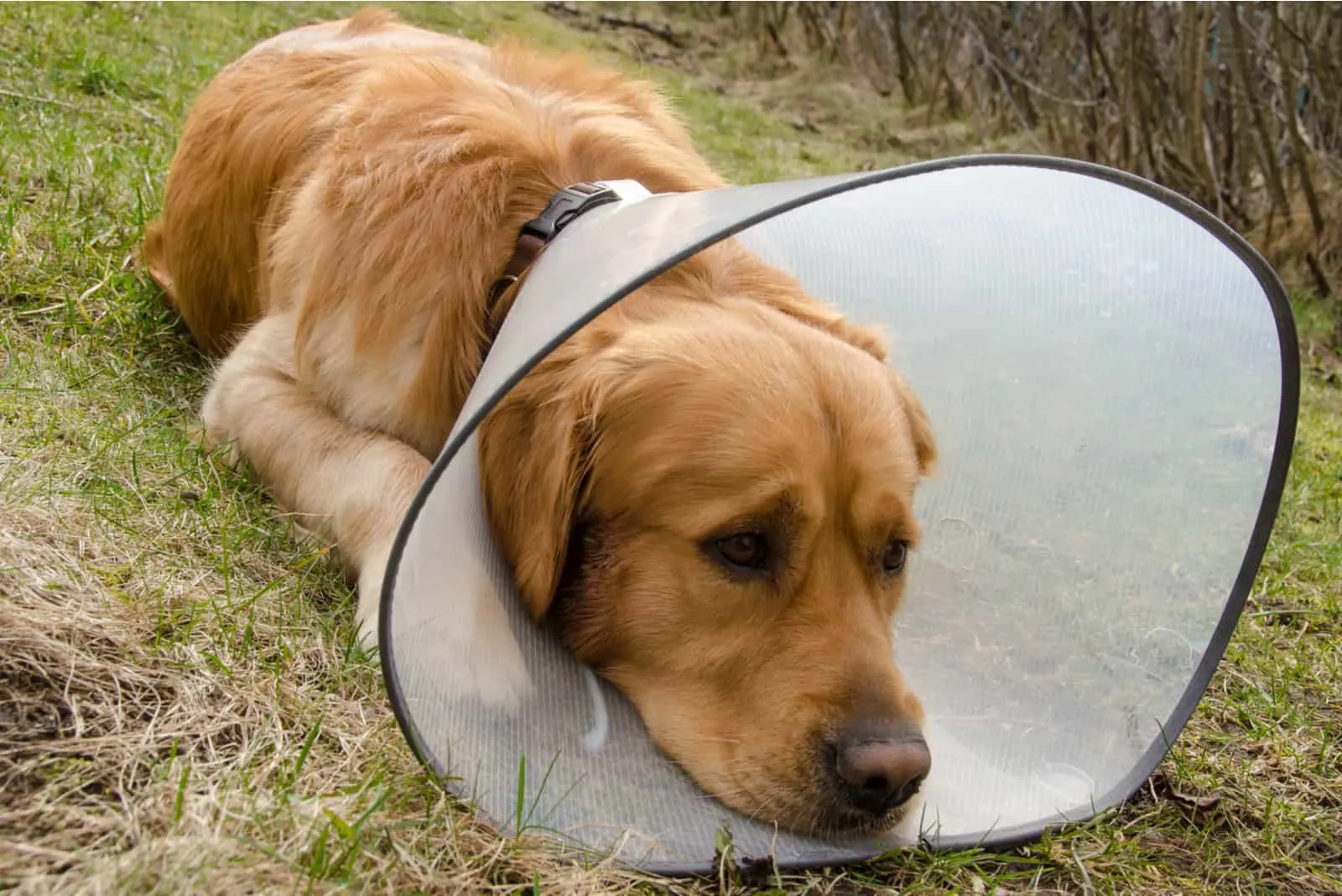 Hund mit Trichterhalsband wegen irritierendem Hautzustand