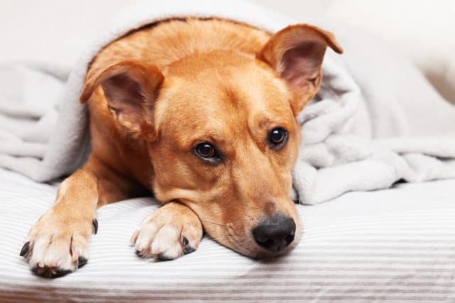 Welches Futter bei Sodbrennen beim Hund? Über Symptome und Behandlung