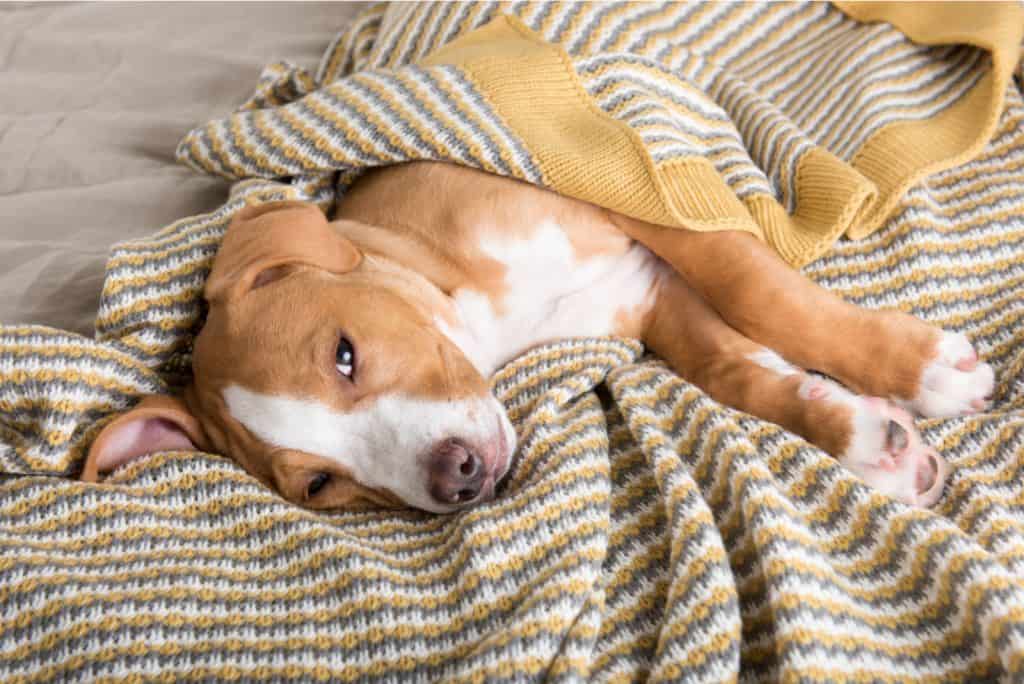 Welches Futter bei Sodbrennen beim Hund? Über Symptome und Behandlung