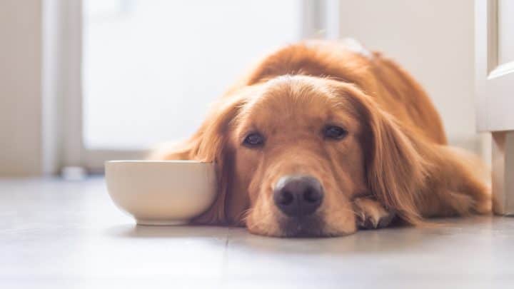 Leberdiät Hund: Tipps für die Ernährung leberkranker Hunde