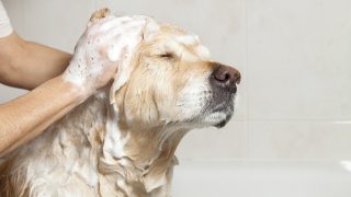 Ein Hund, der mit Wasser und Seife duscht
