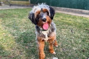 Porträt des entzückenden Mini Aussiedoodle