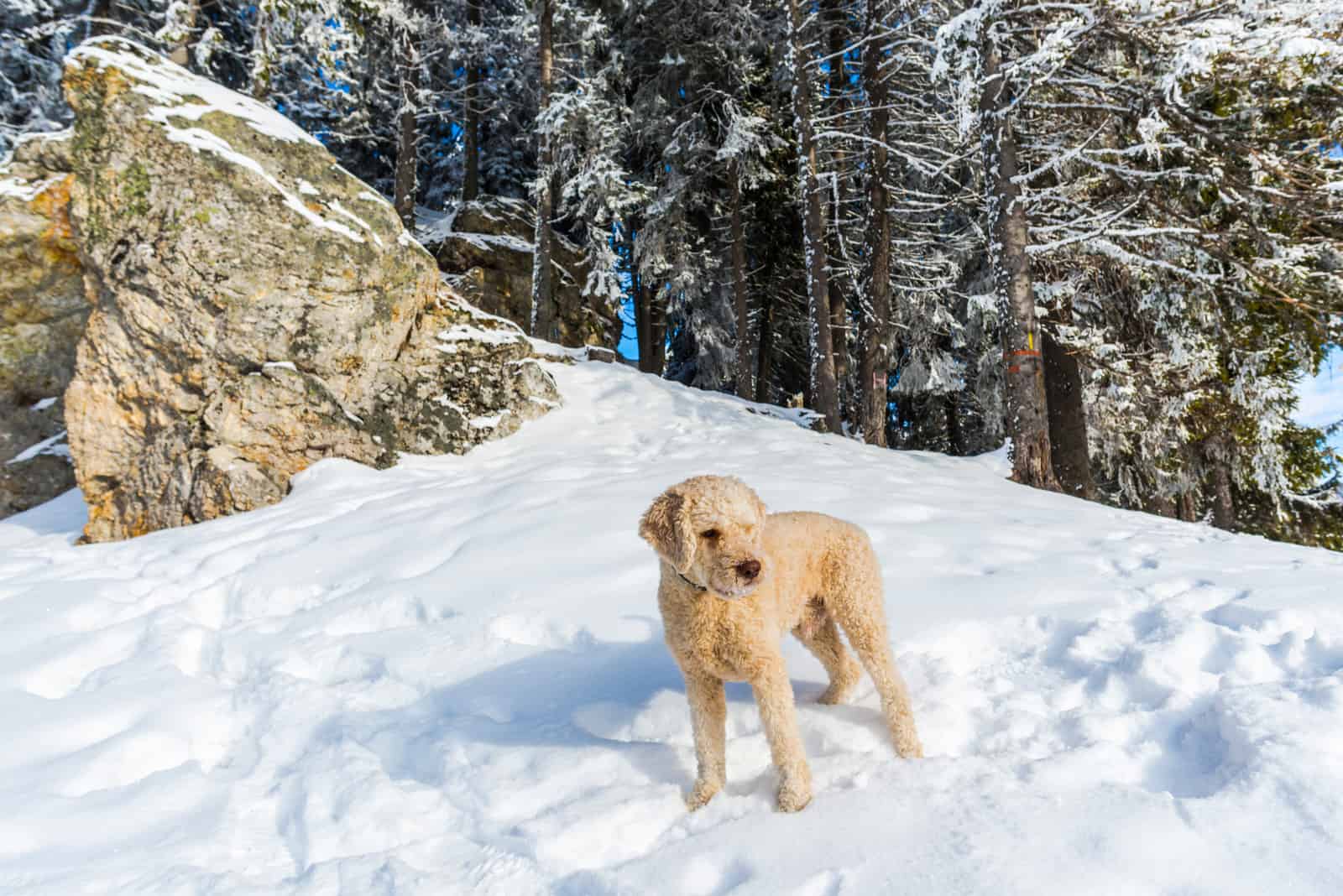 Netter Hund auf dem Schnee