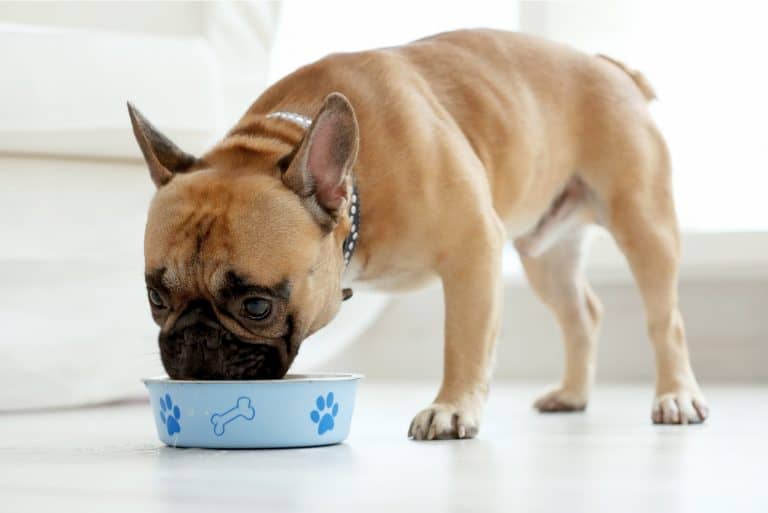 Welches Futter bei Sodbrennen beim Hund? Über Symptome und Behandlung