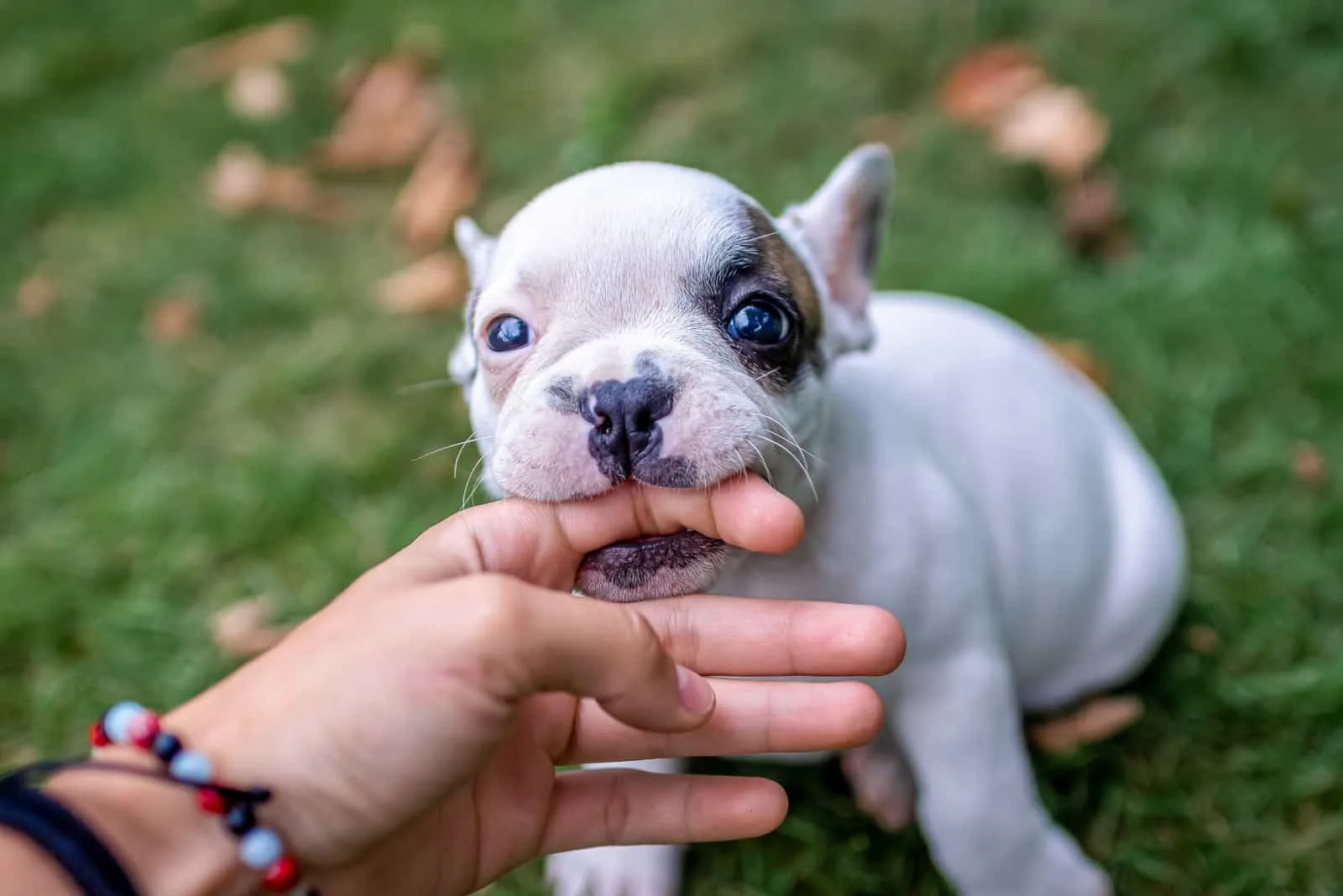 Netter Hundewelpe beißender Finger