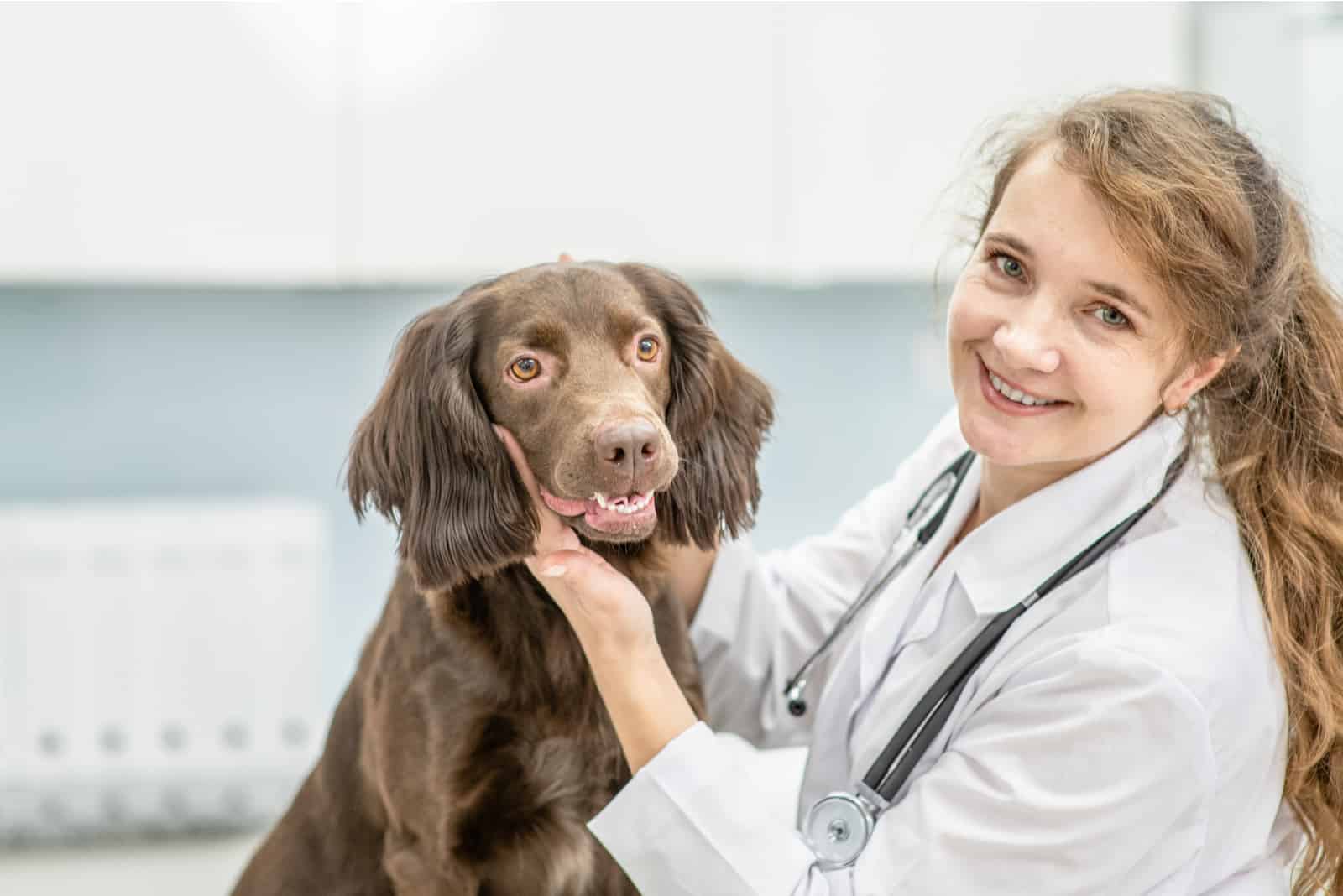 Porträt eines Tierarztes, der eine Untersuchung eines erwachsenen Spanielhundes macht