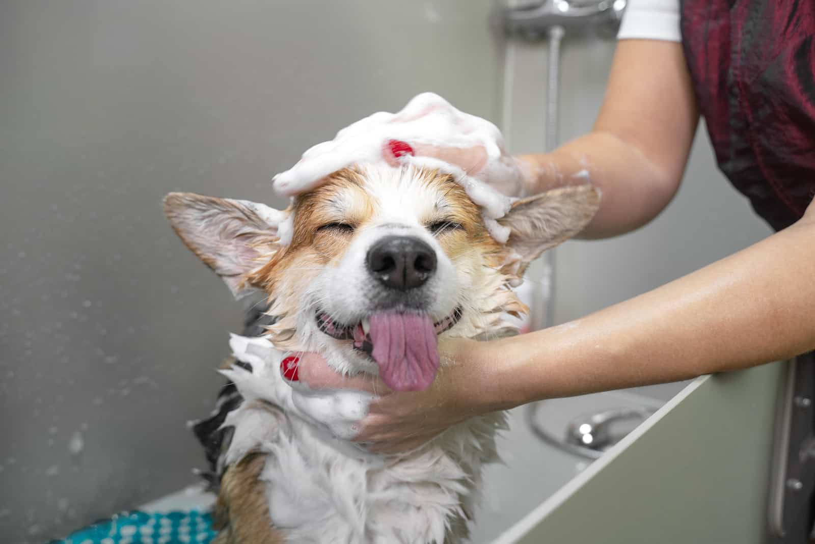 Porträt eines walisischen Corgi-Pembroke-Hundes, der mit Shampoo duscht