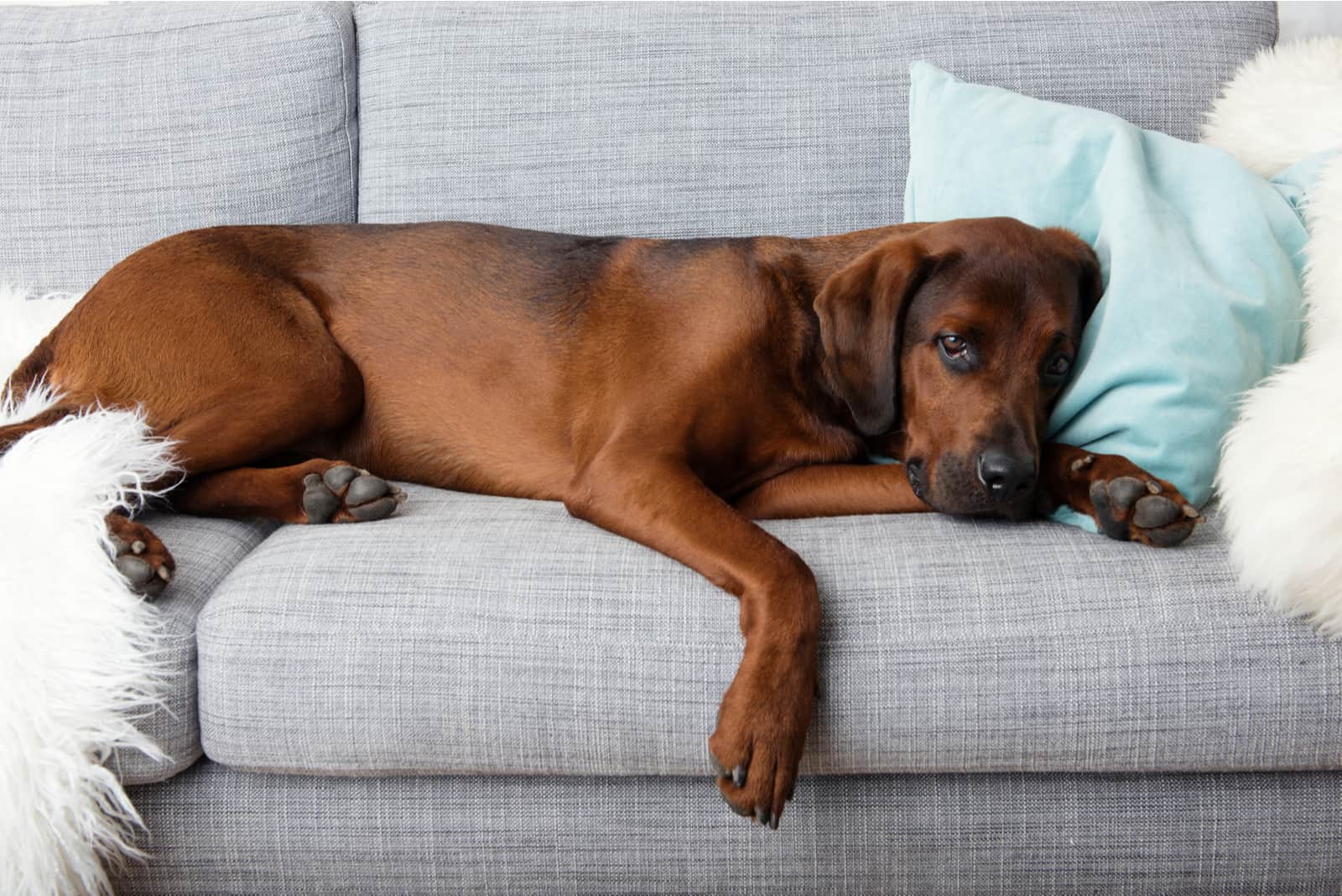 Welches Futter bei Sodbrennen beim Hund? Über Symptome und Behandlung