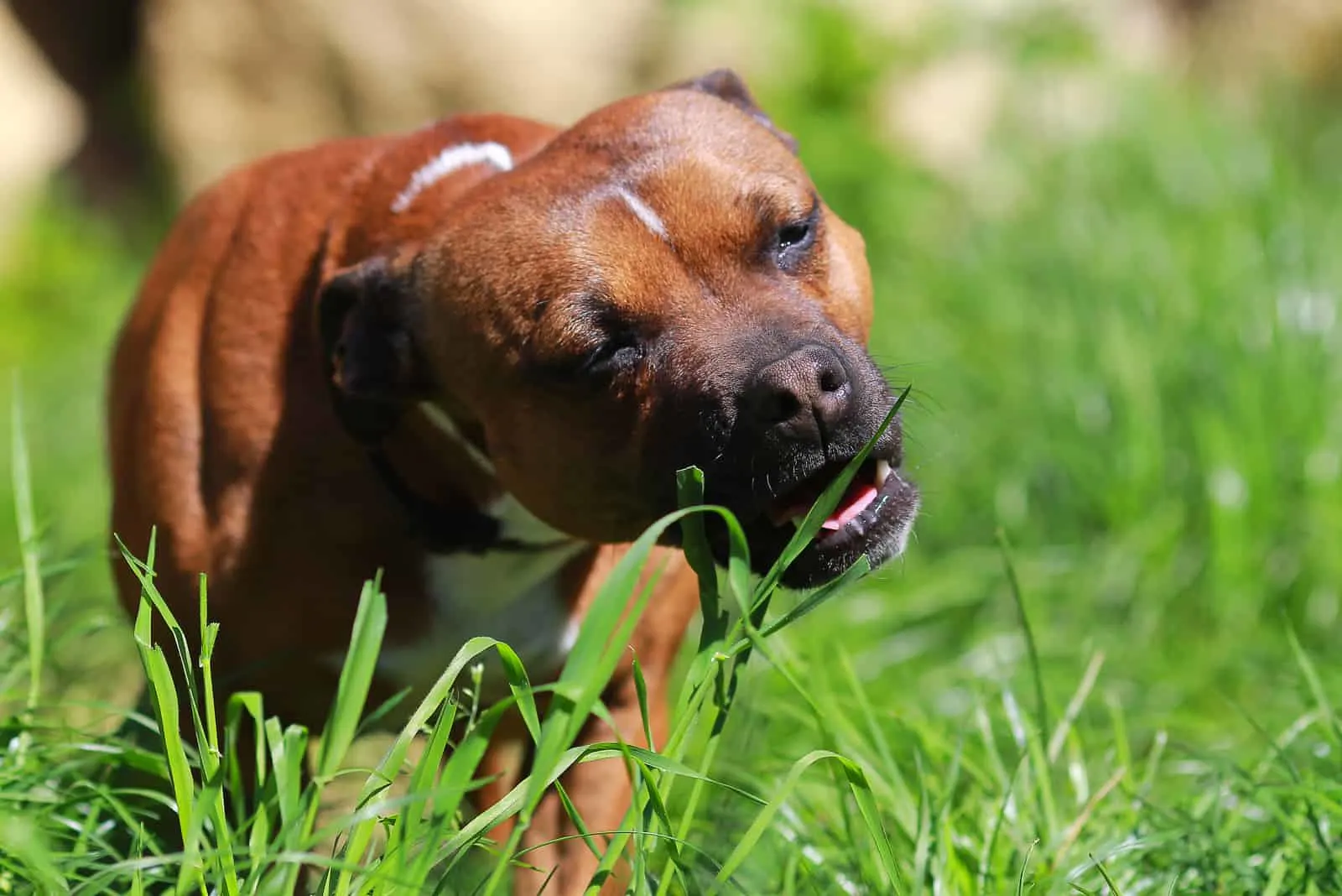 Welches Futter bei Sodbrennen beim Hund? Über Symptome und Behandlung