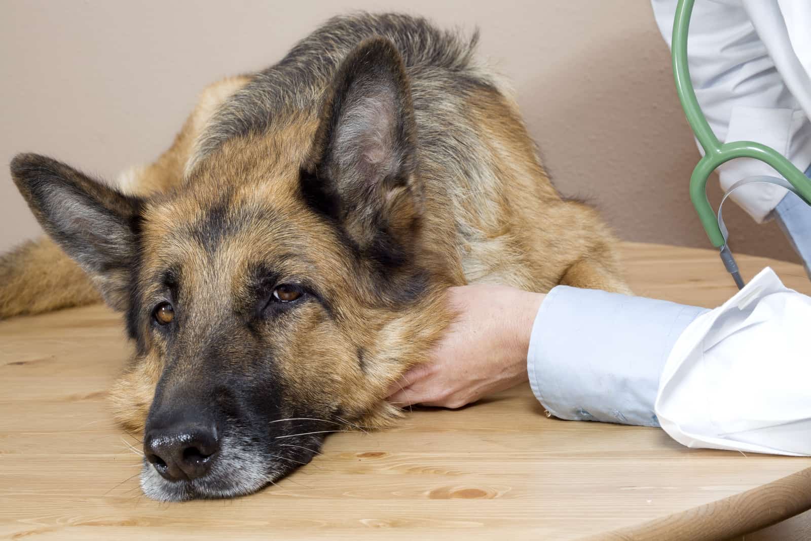 Tierarzt untersucht einen kranken Deutschen Schäferhund