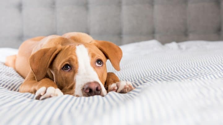 Welches Futter bei Sodbrennen beim Hund? Über Symptome und Behandlung