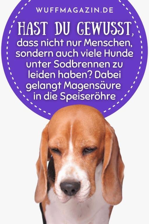 Welches Futter bei Sodbrennen beim Hund? Über Symptome und Behandlung