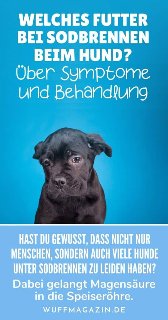 Welches Futter bei Sodbrennen beim Hund? Über Symptome und Behandlung