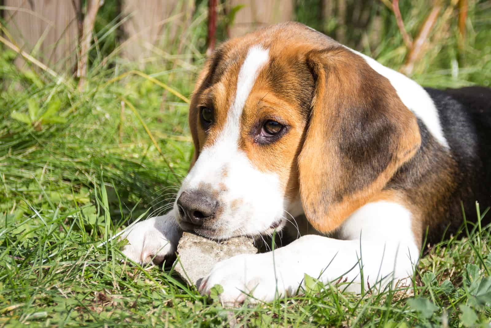 a beagle puppy dog lies on the grass with a rock