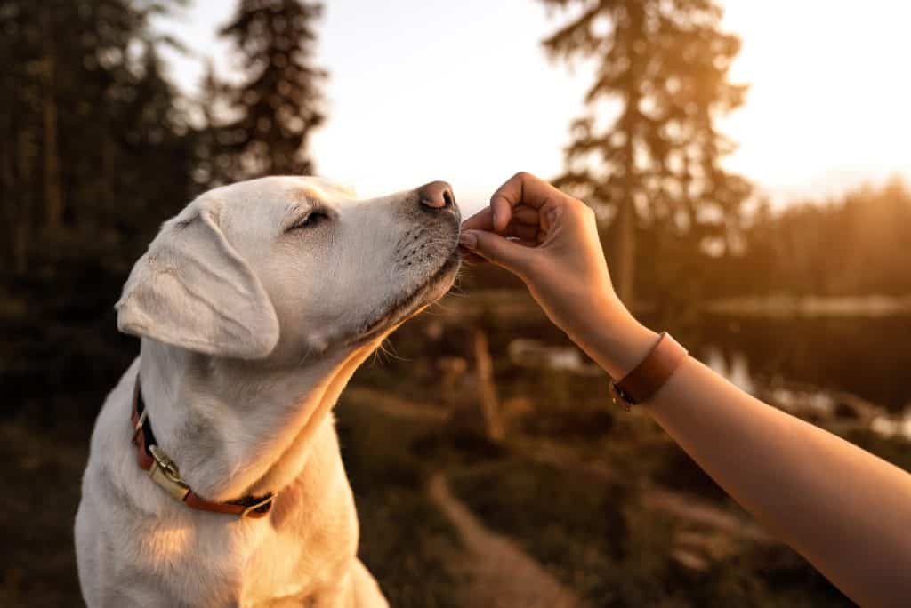 Ist der Schnauzengriff eine sinnvolle Erziehungsmethode für Hunde?