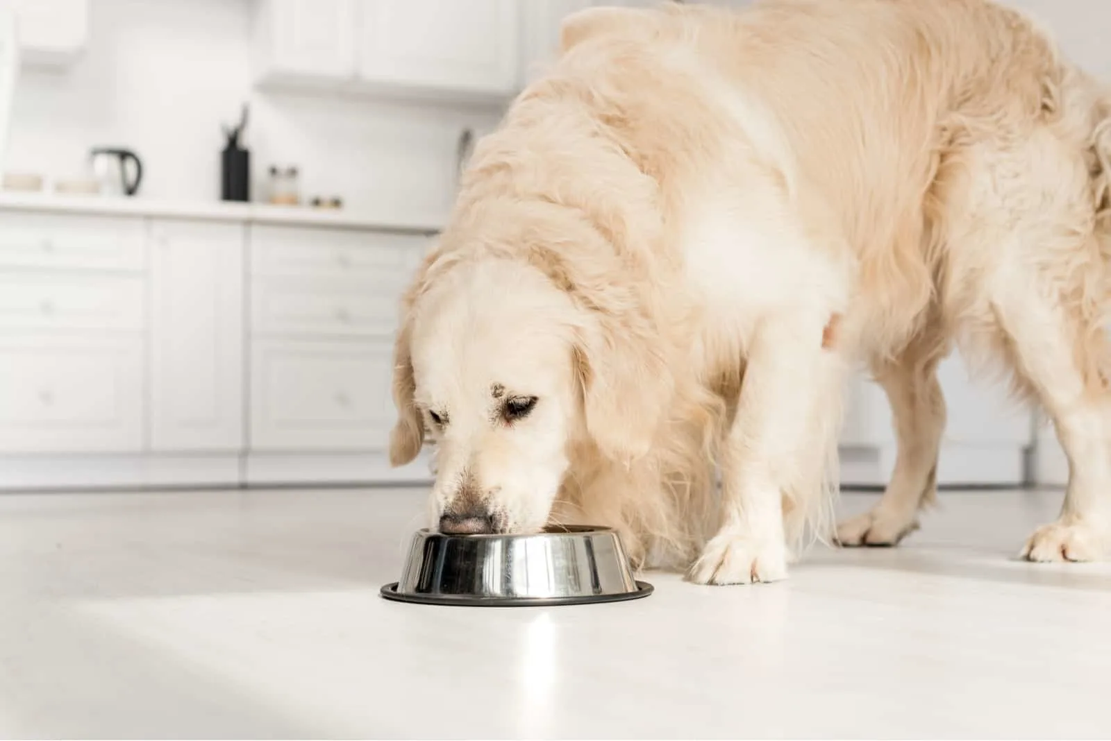 Welches Futter bei Sodbrennen beim Hund? Über Symptome und Behandlung