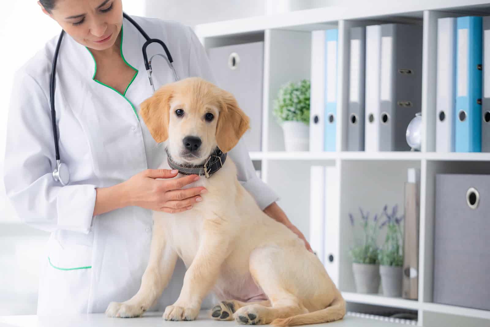 süßer junger Hund in veterinärmedizinischen Händen