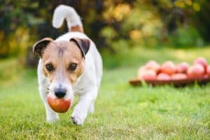 Der Hund trägt einen Apfel im Mund