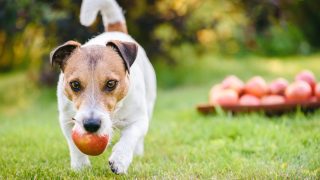 Der Hund trägt einen Apfel im Mund