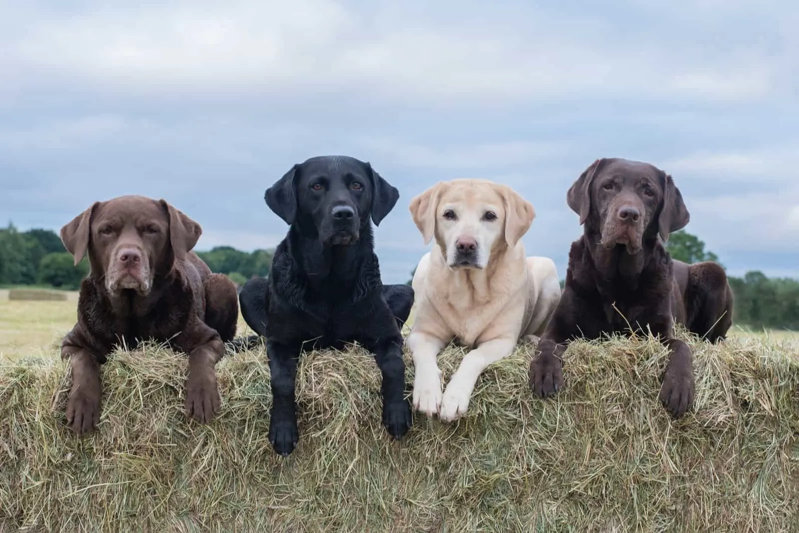 Auf einem Schattenballen sitzen vier verschiedenfarbige Labradore