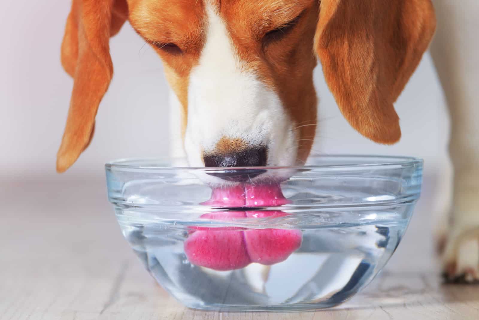 Beagle-Hund, der von der transparenten Schüssel trinkt