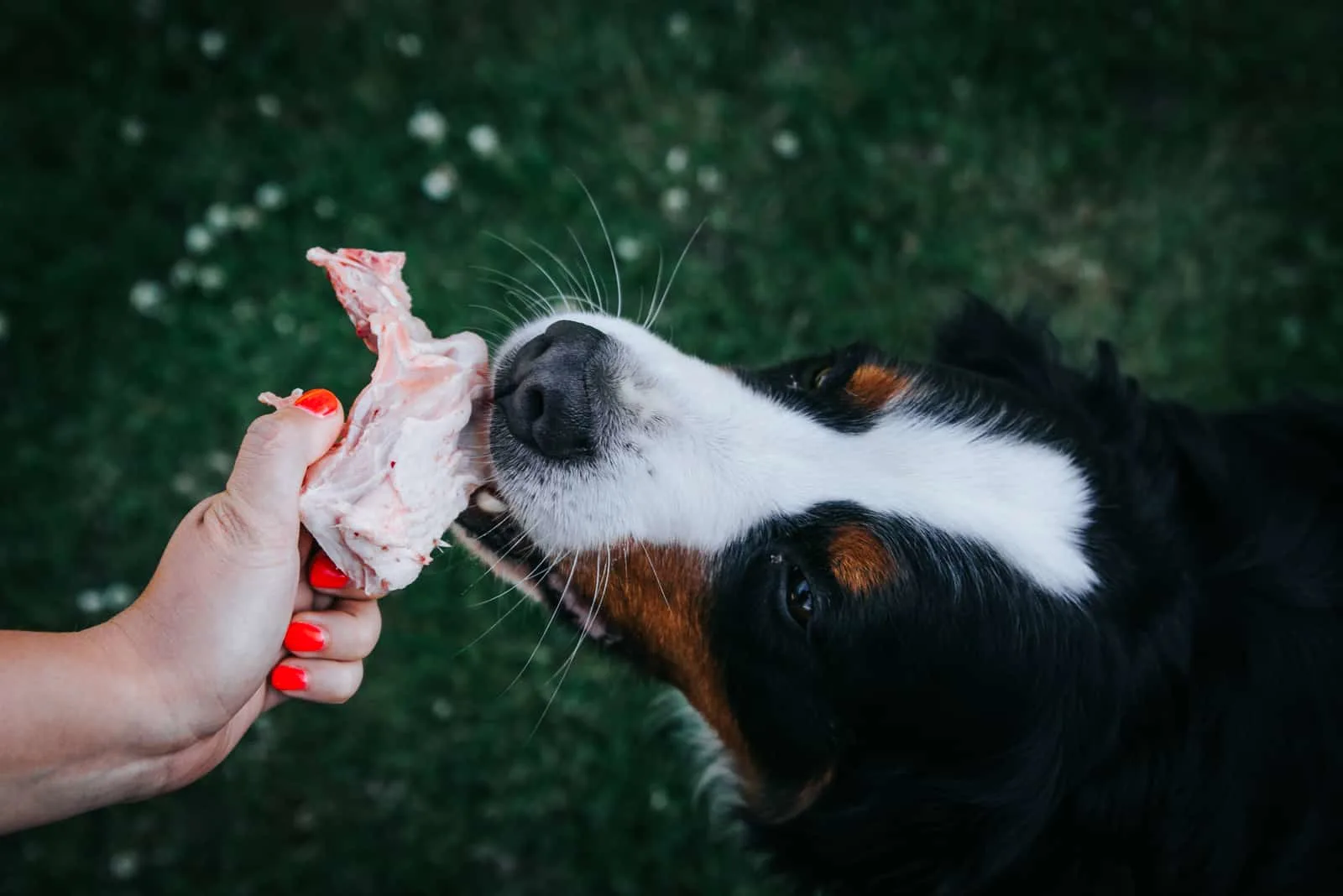 Berner Sennenhund frisst rohes Putenfleisch