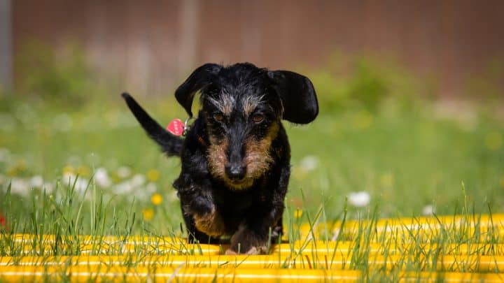 Cavaletti Hund – Koordinations-Bodenarbeit für kluge Köpfchen