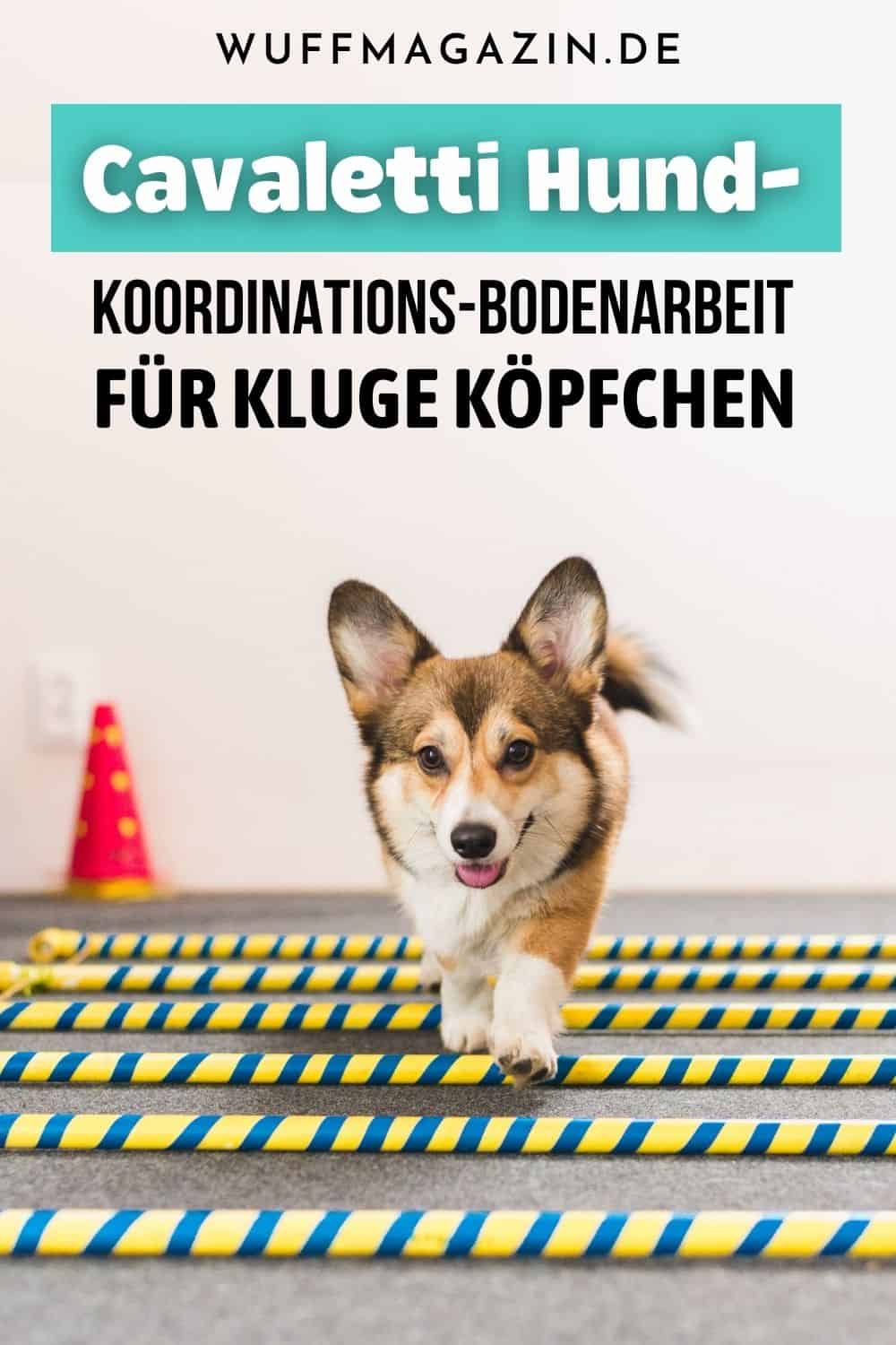 Cavaletti Hund - Koordinations-Bodenarbeit für kluge Köpfchen